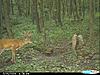  Largest buck pics!-cdy_0408-800x600-.jpg