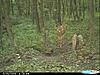  Largest buck pics!-cdy_0409-800x600-.jpg