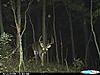  Largest buck pics!-cdy_0027.jpg