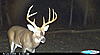  Largest buck pics!-cdy_0085.jpg