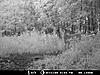  2009 Hunting Net Trail camera pictures-8-2-09-south-farm-031.jpg