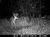  2009 Hunting Net Trail camera pictures-8-2-09-south-farm-090.jpg