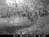  2009 Hunting Net Trail camera pictures-8-2-09-south-farm-224.jpg