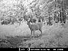  2009 Hunting Net Trail camera pictures-8-2-09-south-farm-229.jpg