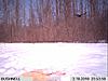 An embarrassing view from the bushnell-trail-cam-3-17-002.jpg