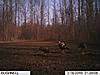 An embarrassing view from the bushnell-trail-cam-3-17-045.jpg