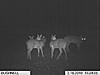 An embarrassing view from the bushnell-trail-cam-3-17-029.jpg
