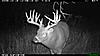  Largest buck pics!-2009-10-19-12-54-15-am-m-03_03.jpg