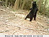 Some favorites from game cam-dsc_0133.jpg