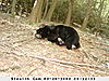 Some favorites from game cam-dsc_0135.jpg