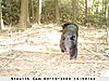 Some favorites from game cam-83.jpg