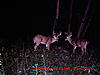 Look at this big massed 10 pt-027.jpg