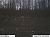 Best of both world (deer &amp; turkey)-trail-cam-4-12-007.jpg