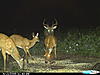  Largest buck pics!-big-8.jpg