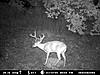 va buck-042-1-.jpg