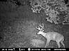 va buck-036-1-.jpg