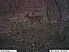 New antler growth and buck with both antlers yet-im000445-800x600-.jpg