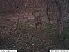 New antler growth and buck with both antlers yet-im000446-800x600-.jpg