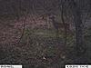 New antler growth and buck with both antlers yet-im000454-800x600-.jpg