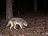 2010 Hunting Net Trail camera pictures!-coyote.jpg