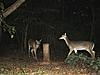 2010 Hunting Net Trail camera pictures!-c0000051sm.jpg