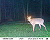 Ohio Antler Growth - end of April-4-27-10-3.jpg