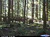 last season elk herd pictures-cdy_0009.jpg