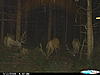last season elk herd pictures-cdy_0012_2.jpg