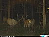 last season elk herd pictures-cdy_0015_1.jpg