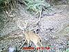  Largest buck pics!-rm.jpg