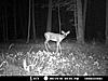 bucks are getting bigger-mdgc0001.jpg