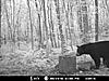 2010 Wisconsin Bear Baiting Pics-2010-bear-zone-c-cameron-011.jpg