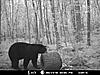 2010 Wisconsin Bear Baiting Pics-2010-bear-zone-c-cameron-013.jpg