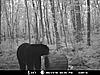 2010 Wisconsin Bear Baiting Pics-2010-bear-zone-c-cameron-016.jpg