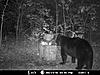 2010 Wisconsin Bear Baiting Pics-2010-bear-zone-c-009.jpg