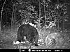 2010 Wisconsin Bear Baiting Pics-2010-bear-zone-c-019.jpg