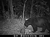 2010 Wisconsin Bear Baiting Pics-2010-bear-zone-c-029.jpg