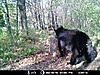 2010 Wisconsin Bear Baiting Pics-2010-bear-zone-c-012.jpg