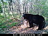 2010 Wisconsin Bear Baiting Pics-2010-bear-zone-c-020.jpg