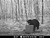 2010 Wisconsin Bear Baiting Pics-2010-bear-zone-c-cameron-029.jpg