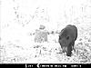 2010 Wisconsin Bear Baiting Pics-2010-bear-zone-001.jpg