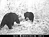 2010 Wisconsin Bear Baiting Pics-2010-bear-zone-014.jpg