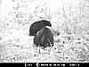 2010 Wisconsin Bear Baiting Pics-2010-bear-zone-006.jpg