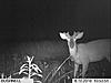 Some bucks and a fat doe-im000051.jpg