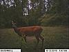 Some bucks and a fat doe-im000130.jpg