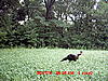 How old is this turkey???-deer-7-3-10-010.jpg