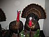 Turkey slams-bernie-s-turkey-mounts-4-002.jpg