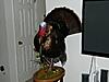 My first bird back from taxidermist-turkey.jpg