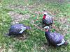 Just recieved my new turkey flock!!-ball-093.jpg
