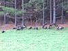 43 turkeys while deer hunting!-image.jpg